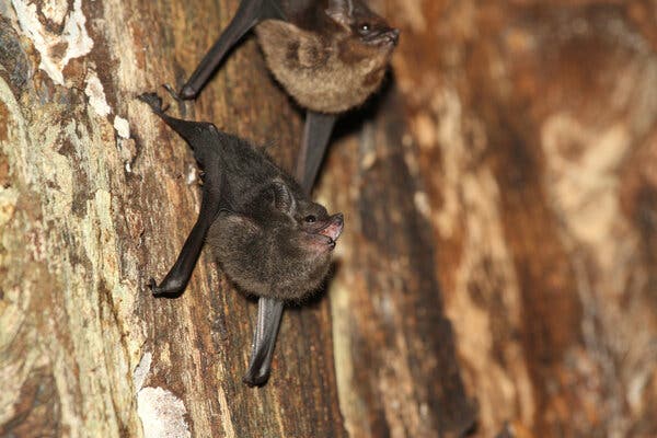 Detail Bat Images Nomer 42