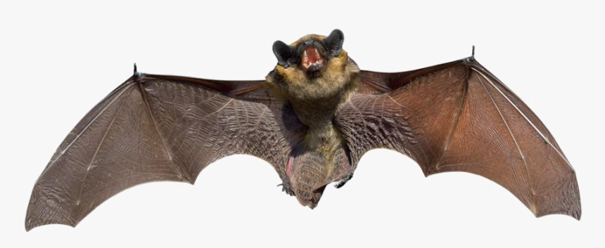 Detail Bat No Background Nomer 15