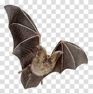 Detail Bat No Background Nomer 16