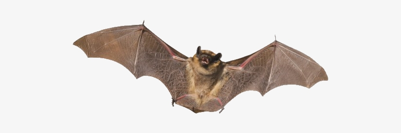 Bat No Background - KibrisPDR