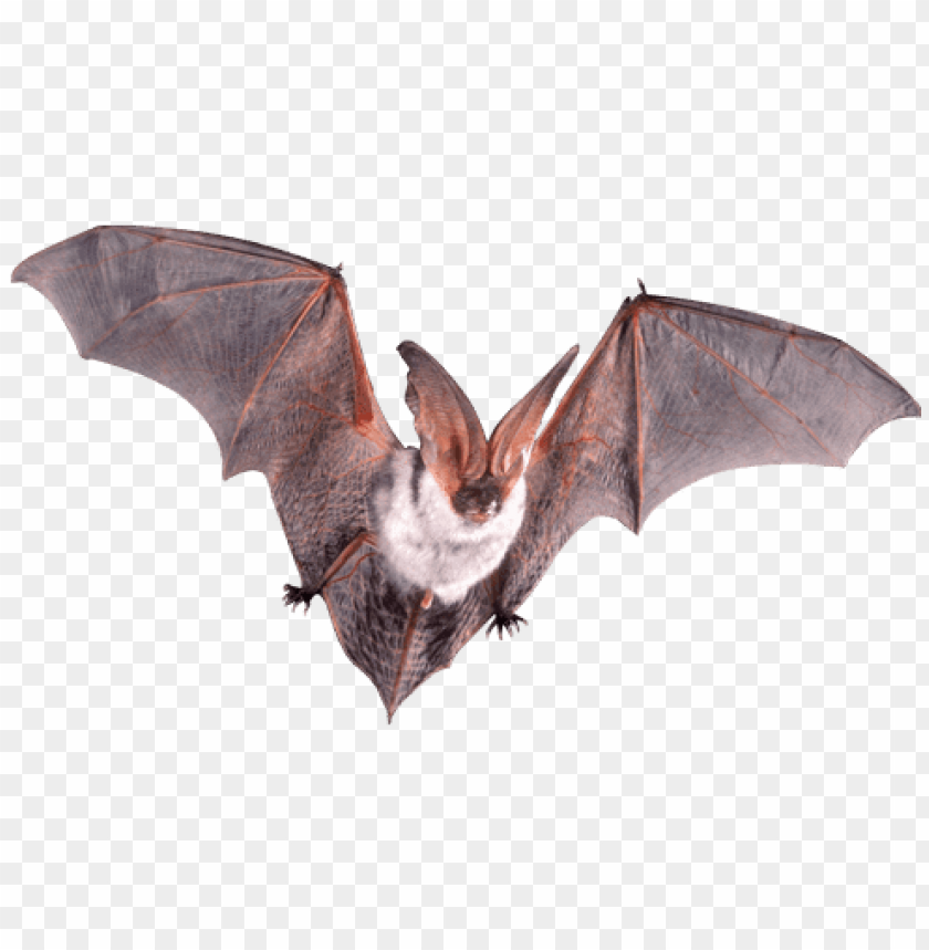 Detail Bat No Background Nomer 2