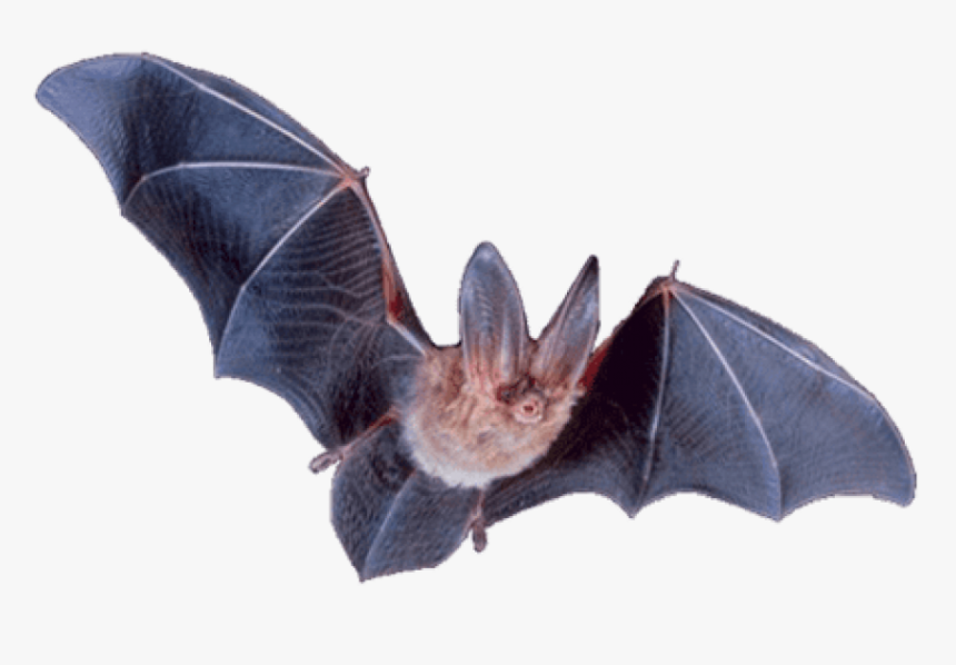 Detail Bat No Background Nomer 28