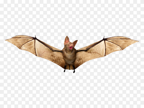 Detail Bat No Background Nomer 29