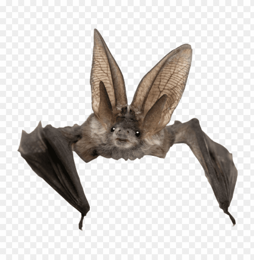 Detail Bat No Background Nomer 3