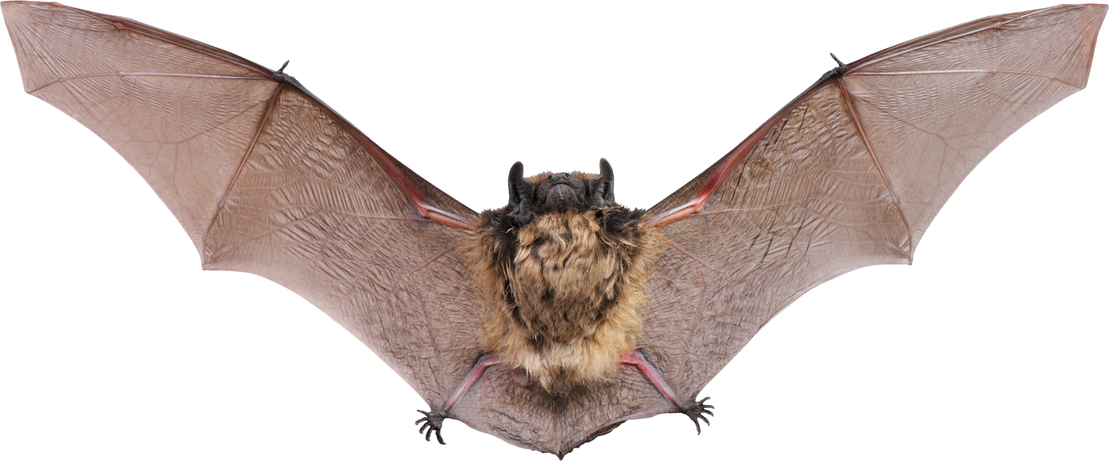 Detail Bat No Background Nomer 36