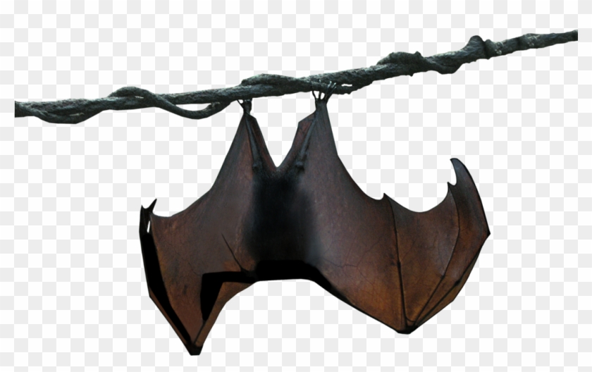 Detail Bat No Background Nomer 38