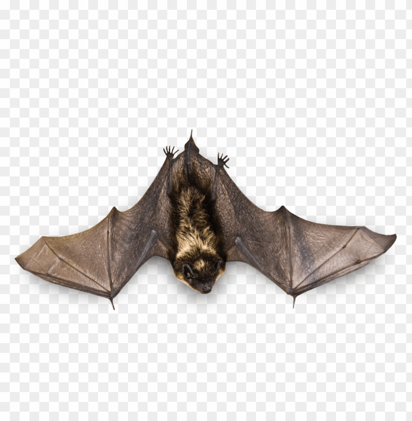 Detail Bat No Background Nomer 46
