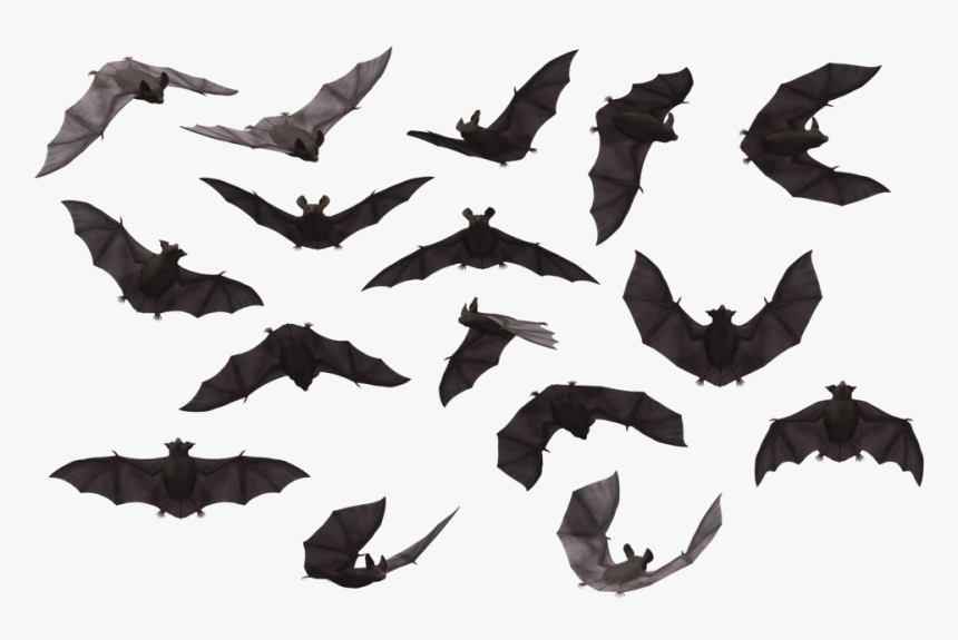Detail Bat No Background Nomer 53