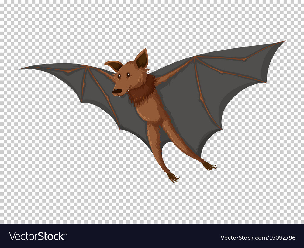 Detail Bat No Background Nomer 7