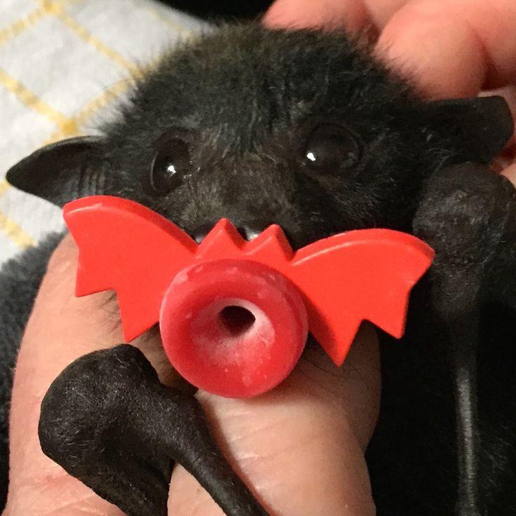 Bat Pacifier - KibrisPDR