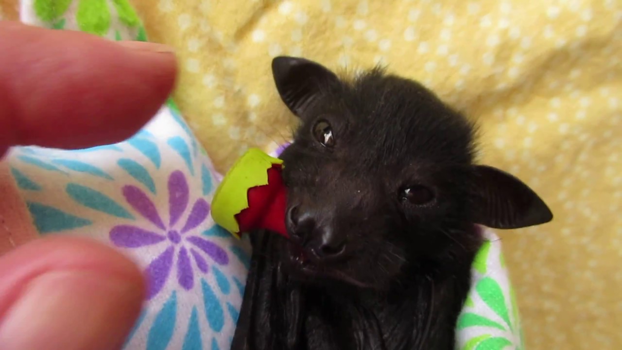 Detail Bat Pacifier Nomer 2