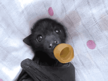 Detail Bat Pacifier Nomer 52