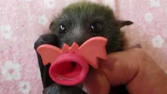 Detail Bat Pacifier Nomer 10