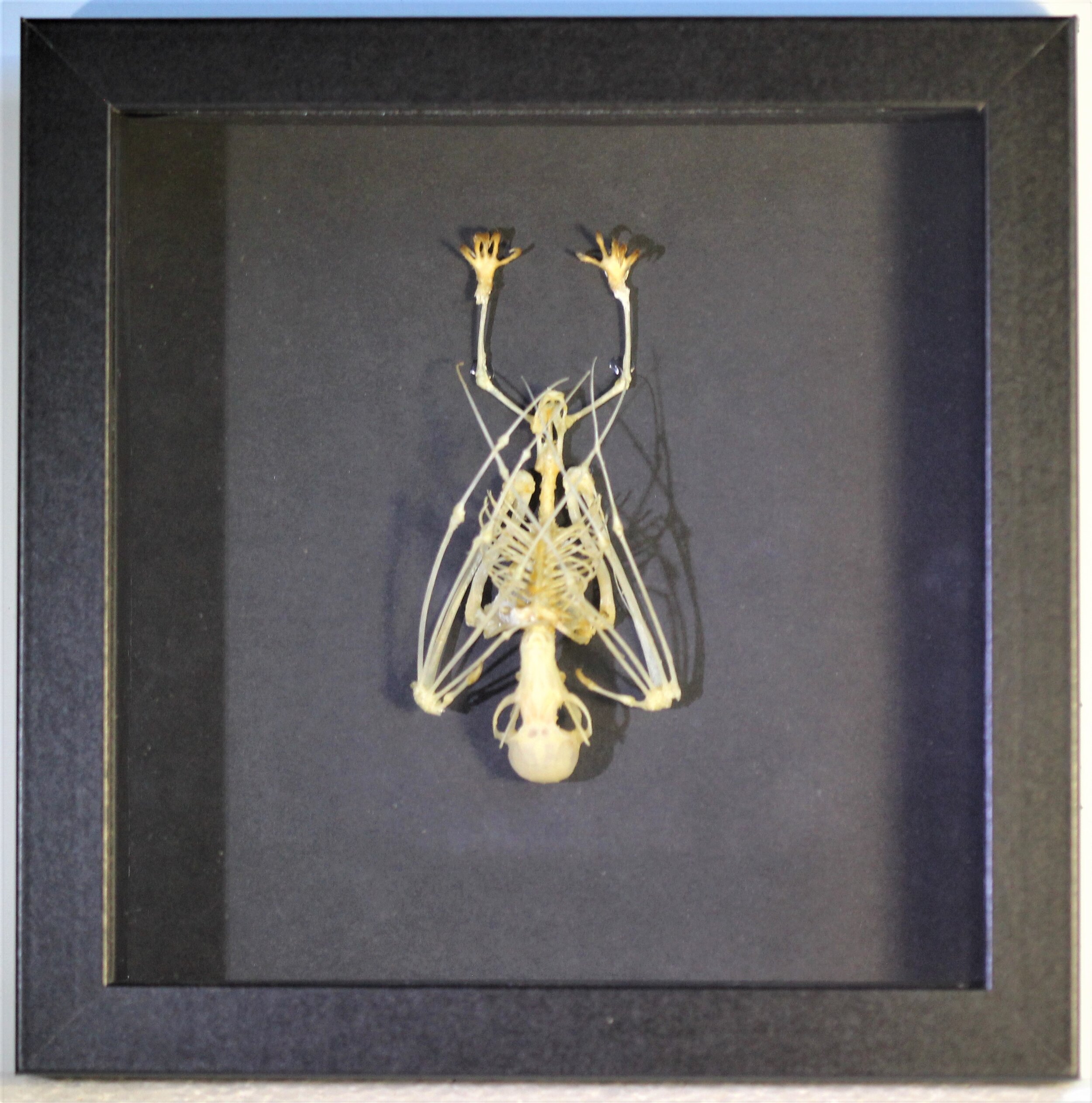 Detail Bat Skeleton Framed Nomer 14