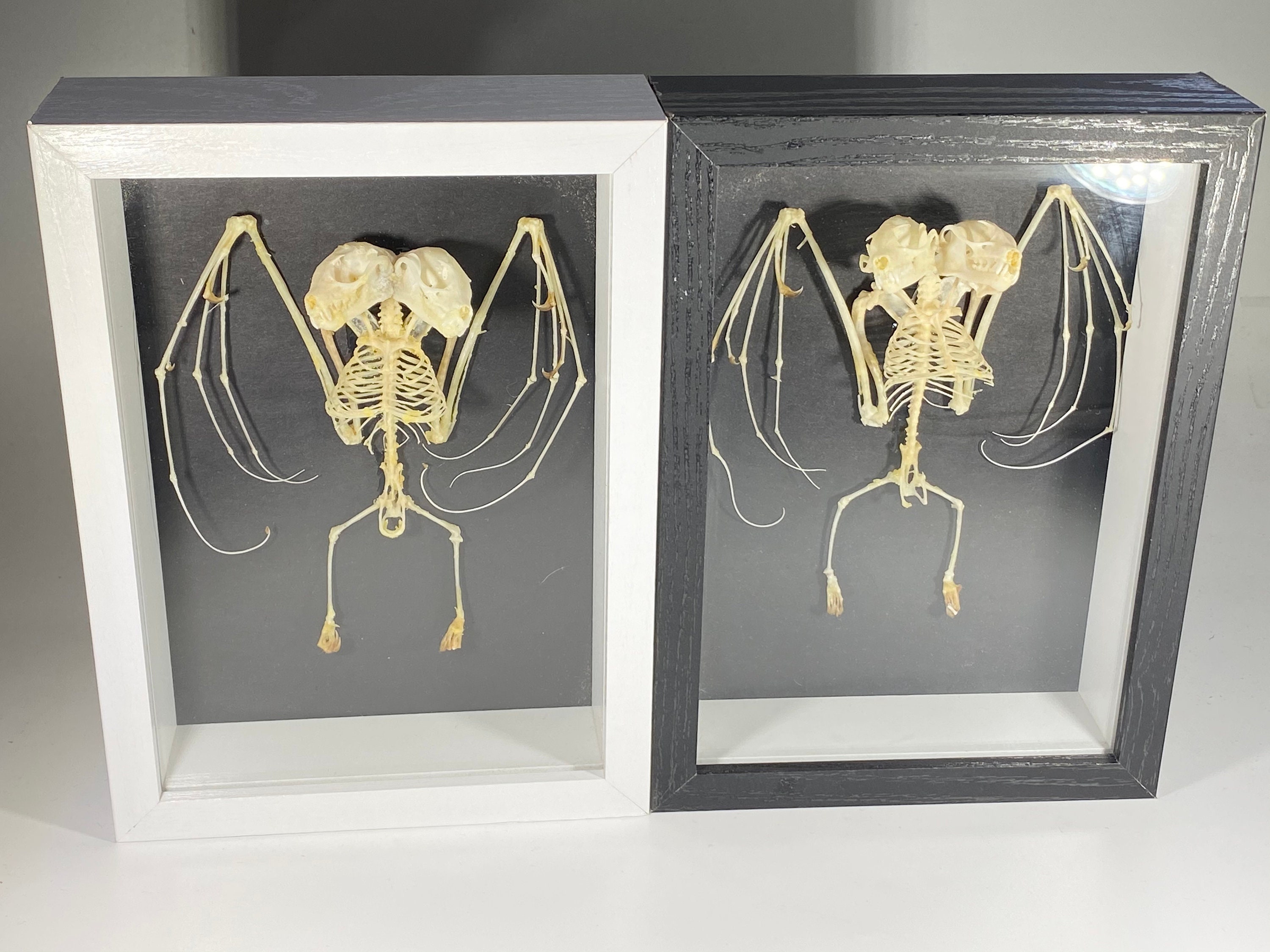 Detail Bat Skeleton Framed Nomer 21