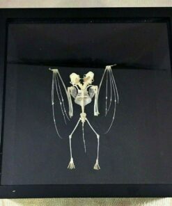 Detail Bat Skeleton Framed Nomer 27