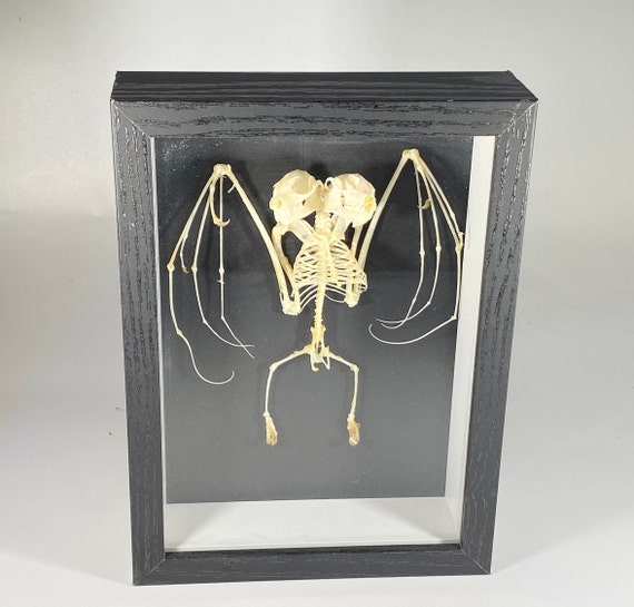 Detail Bat Skeleton Framed Nomer 28