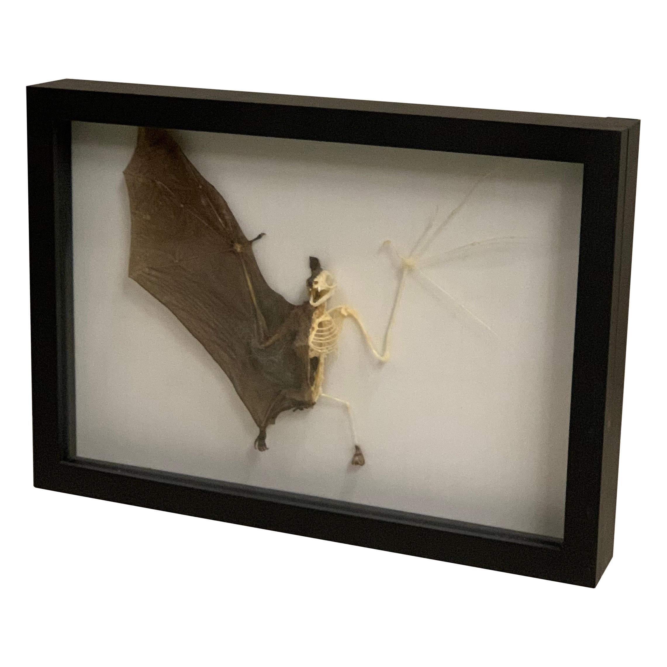 Detail Bat Skeleton Framed Nomer 35