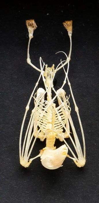 Detail Bat Skeleton Framed Nomer 36