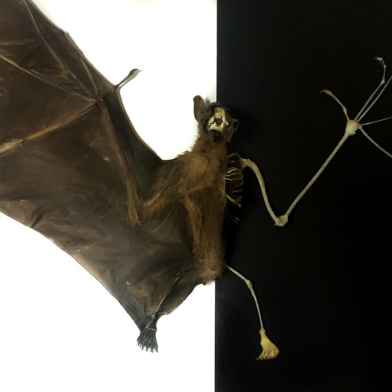 Detail Bat Skeleton Framed Nomer 38