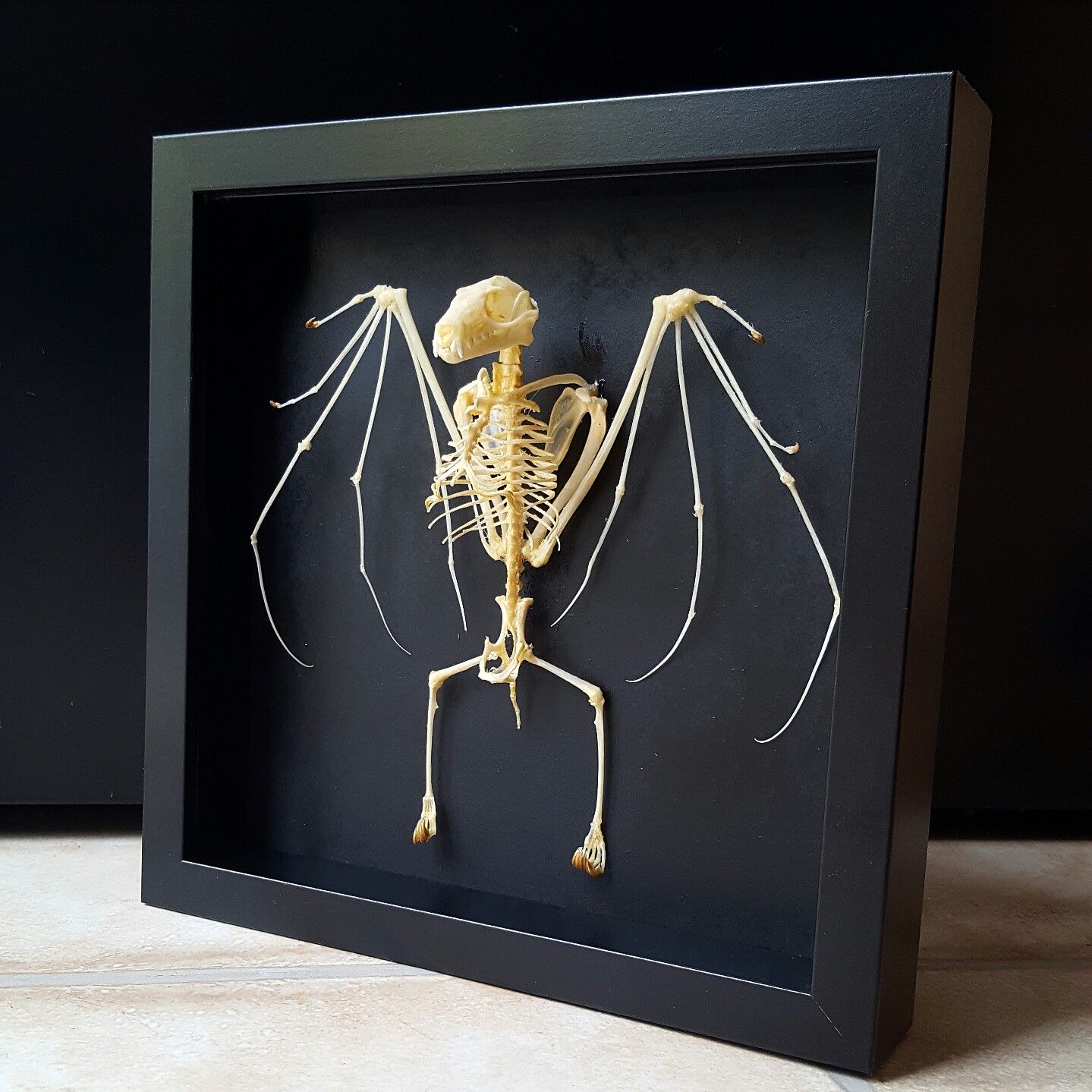 Detail Bat Skeleton Framed Nomer 9