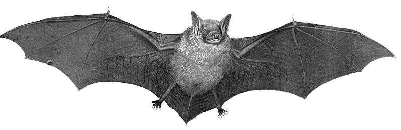 Detail Bat Transparent Nomer 3