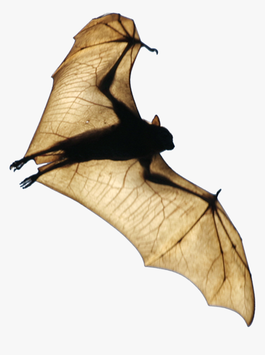 Detail Bat Transparent Nomer 45