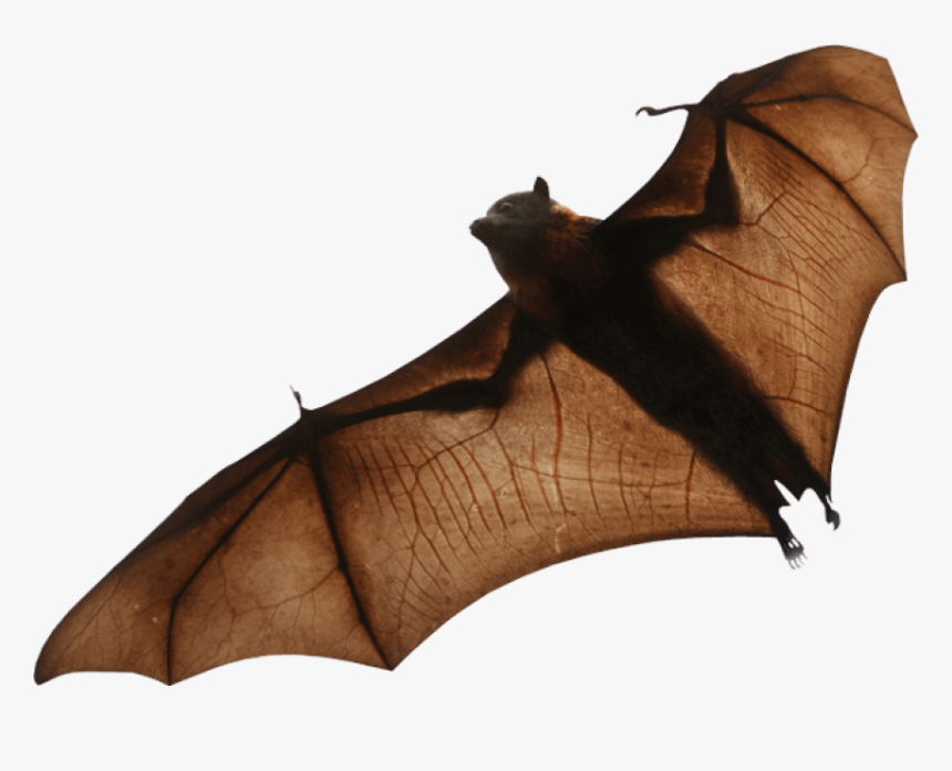 Detail Bat Transparent Background Nomer 14