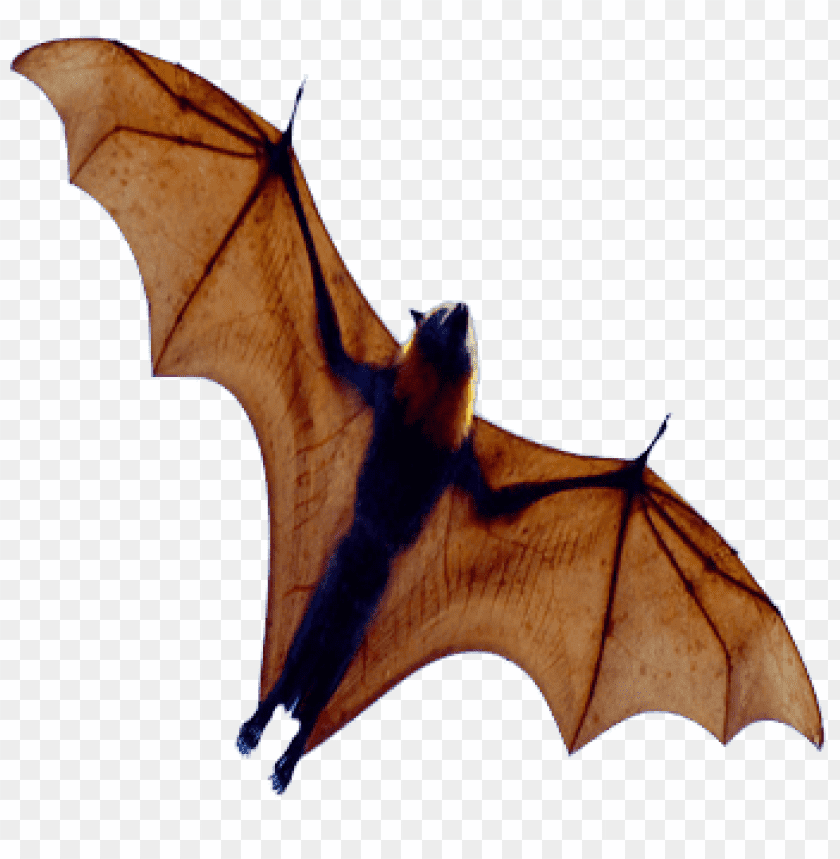 Detail Bat Transparent Background Nomer 27