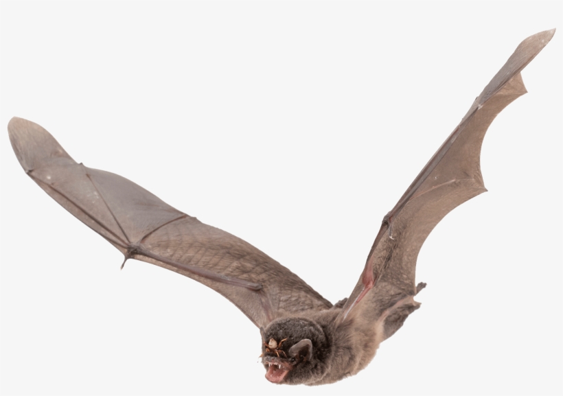 Detail Bat Transparent Background Nomer 33