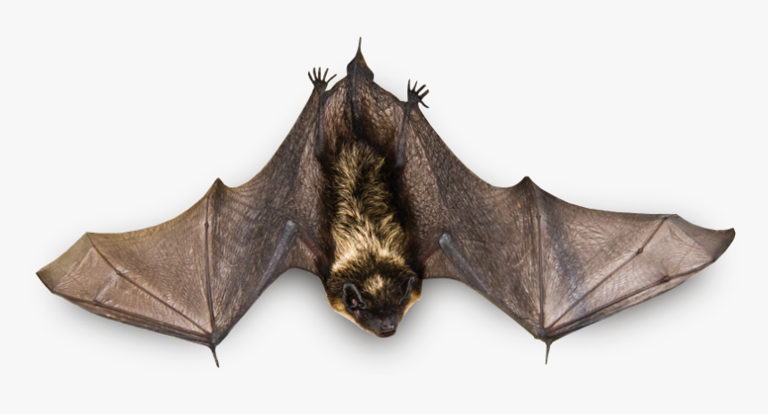 Detail Bat Transparent Background Nomer 35