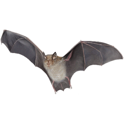 Detail Bat Transparent Background Nomer 47