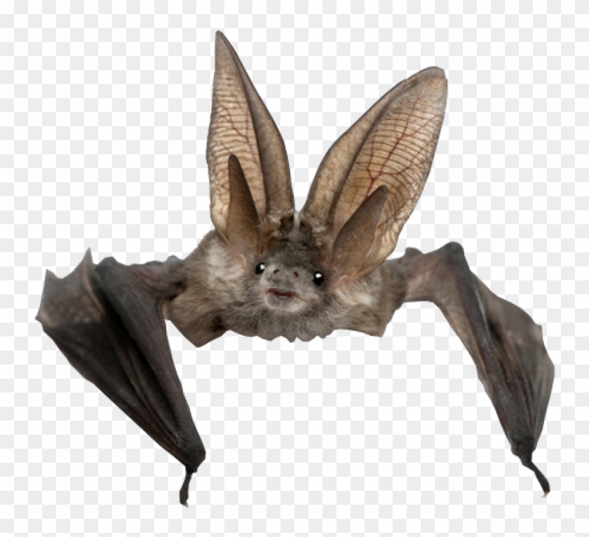 Detail Bat Transparent Background Nomer 8