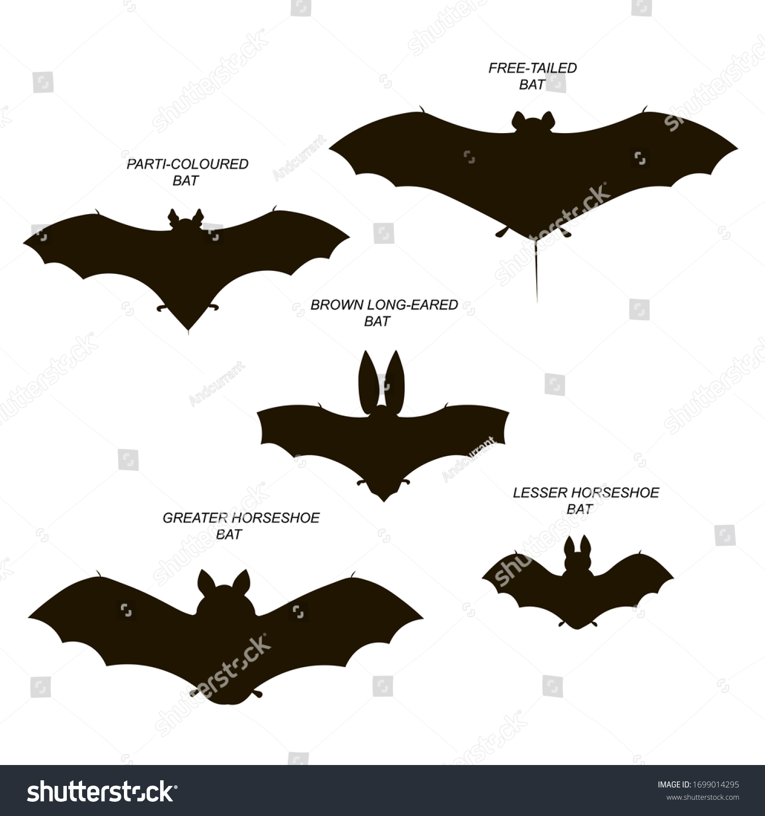 Detail Bat Vector Free Nomer 40