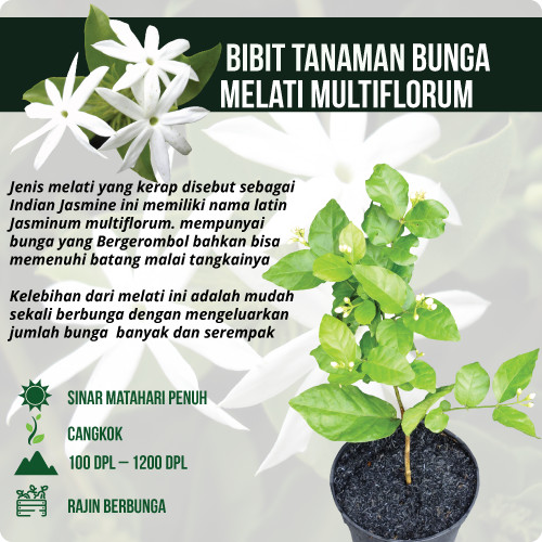 Detail Batang Bunga Melati Nomer 30