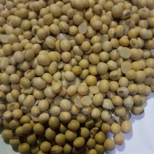 Detail Batang Kacang Kedelai Nomer 41