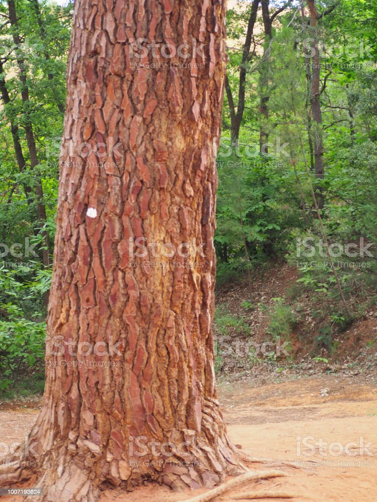 Detail Batang Pohon Besar Nomer 5