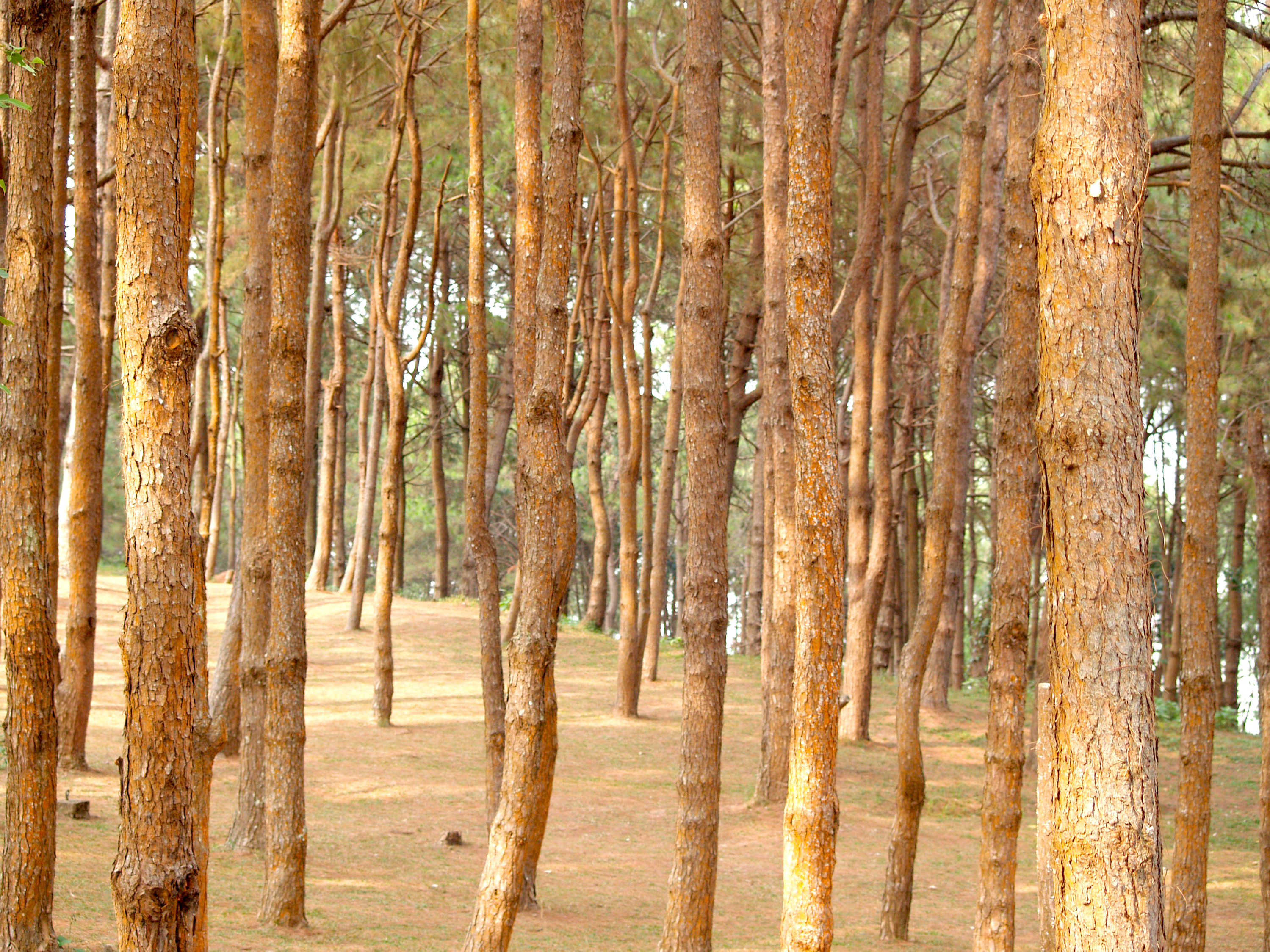 Detail Batang Pohon Hd Nomer 27