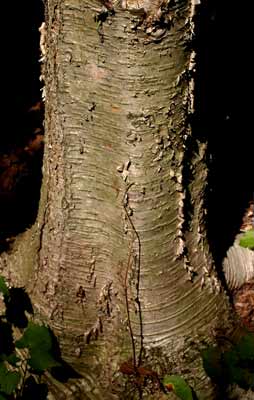 Detail Batang Pohon In English Nomer 5