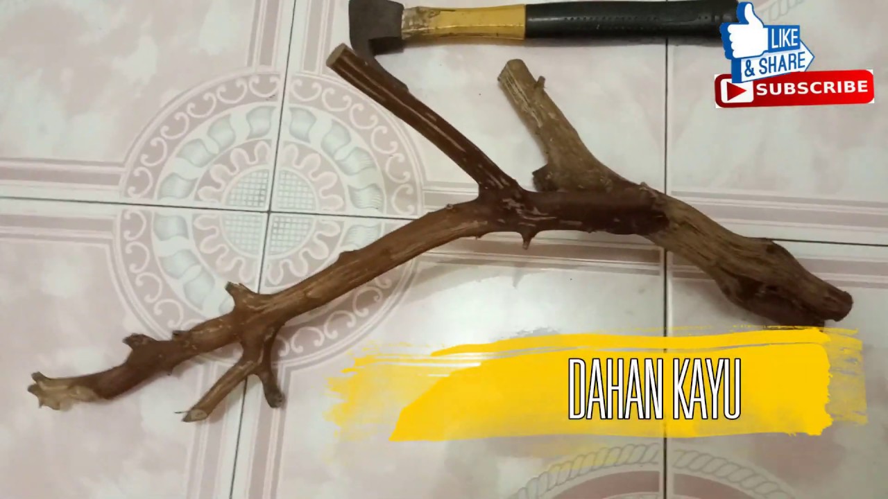 Detail Batang Pohon Untuk Hiasan Nomer 8