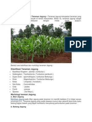 Detail Batang Tanaman Jagung Nomer 32