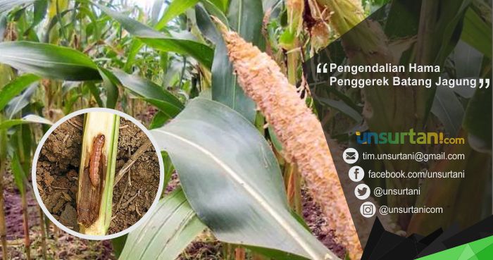 Detail Batang Tanaman Jagung Nomer 41