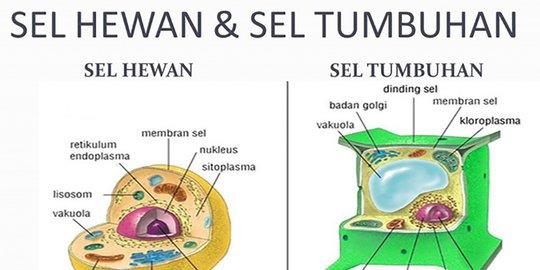 Detail Batang Tumbuhan Gambar Panah Coklat Kiri Kanan Nomer 3