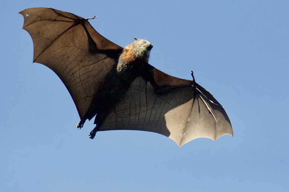 Bats Download - KibrisPDR