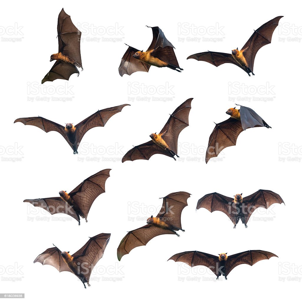 Detail Bats Download Nomer 20