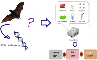 Detail Bats Download Nomer 43