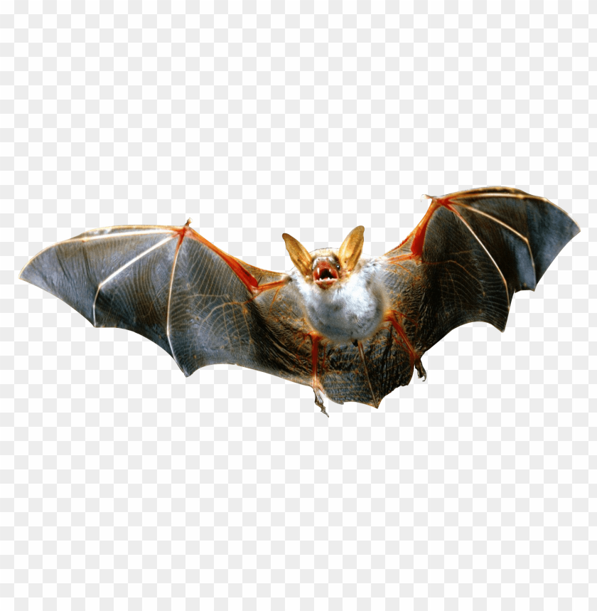 Detail Bats Download Nomer 10