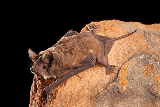 Bats Images Free - KibrisPDR