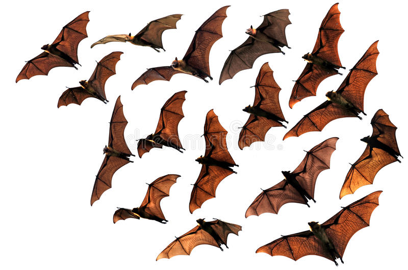 Detail Bats Images Free Nomer 16