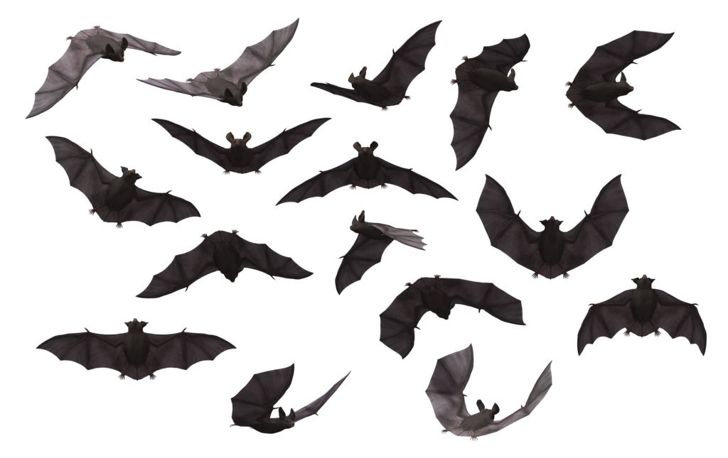 Detail Bats Png Nomer 11